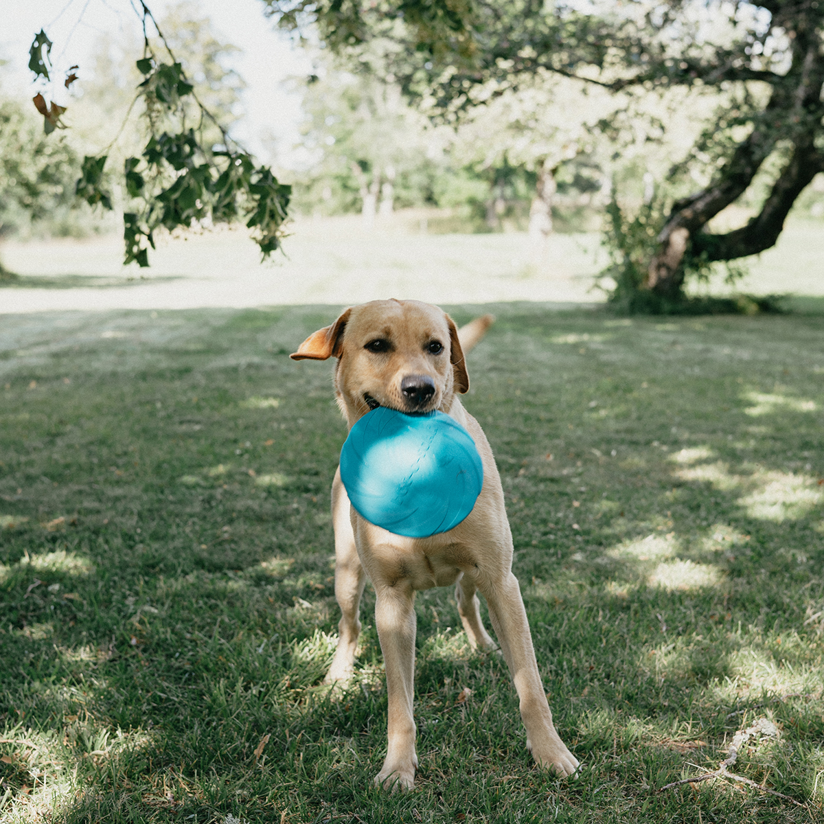 FRISBEE NATURGUMMI , FLYTENDE