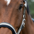 Grimma Double Classic sports