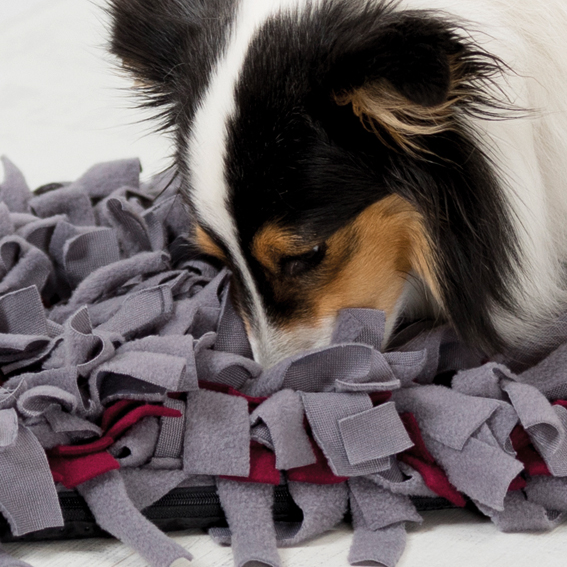 Aktiveringsfilt Sniffing Carpet Nivå 1