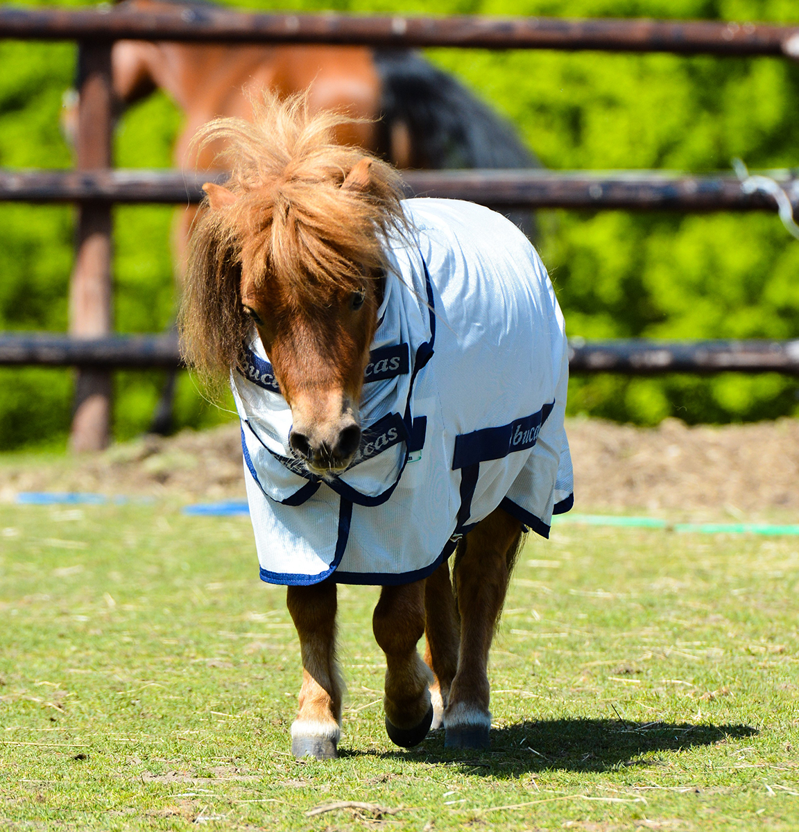 Fluedekken Freedom Fly ponni Bucas