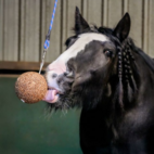 Likit GranoLo Stall boll äpple 1,5 kg