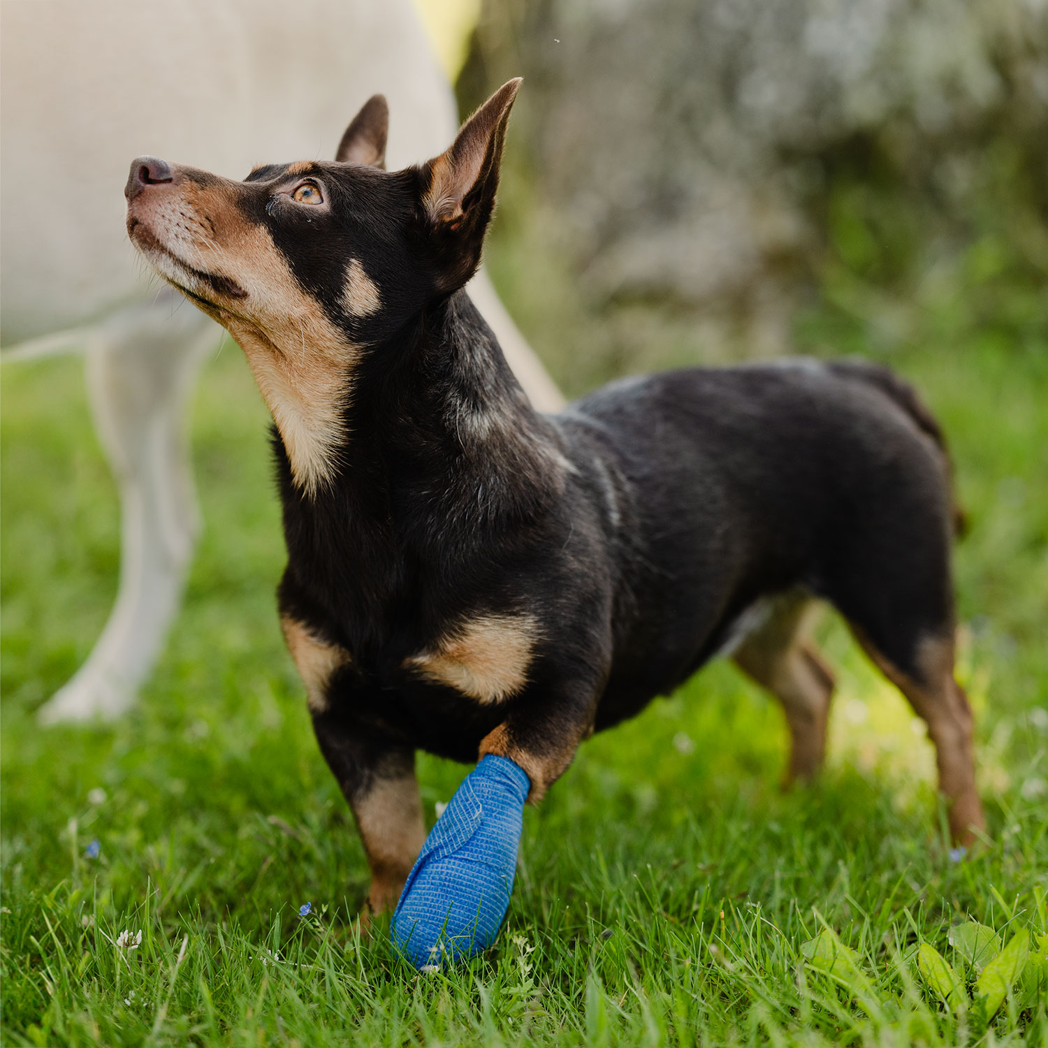 Beinbandasje Vet Quick Rip, 10 cm