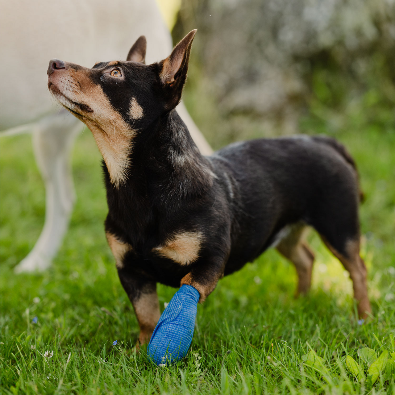 Beinbandasje Vet Quick Rip