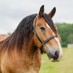 Ardennrgrime svart lær