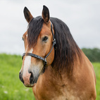 Ardennrgrime svart lær