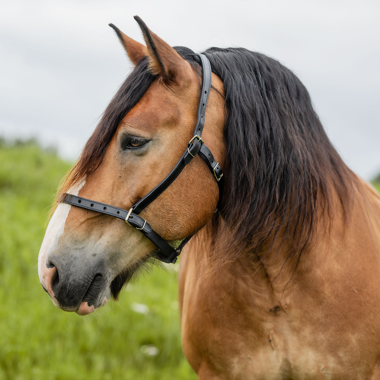 Ardennrgrime svart lær