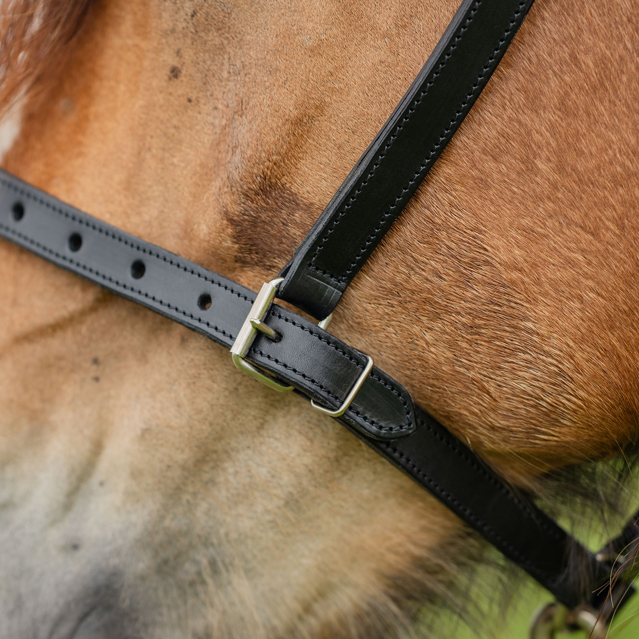 Ardennrgrime svart lær