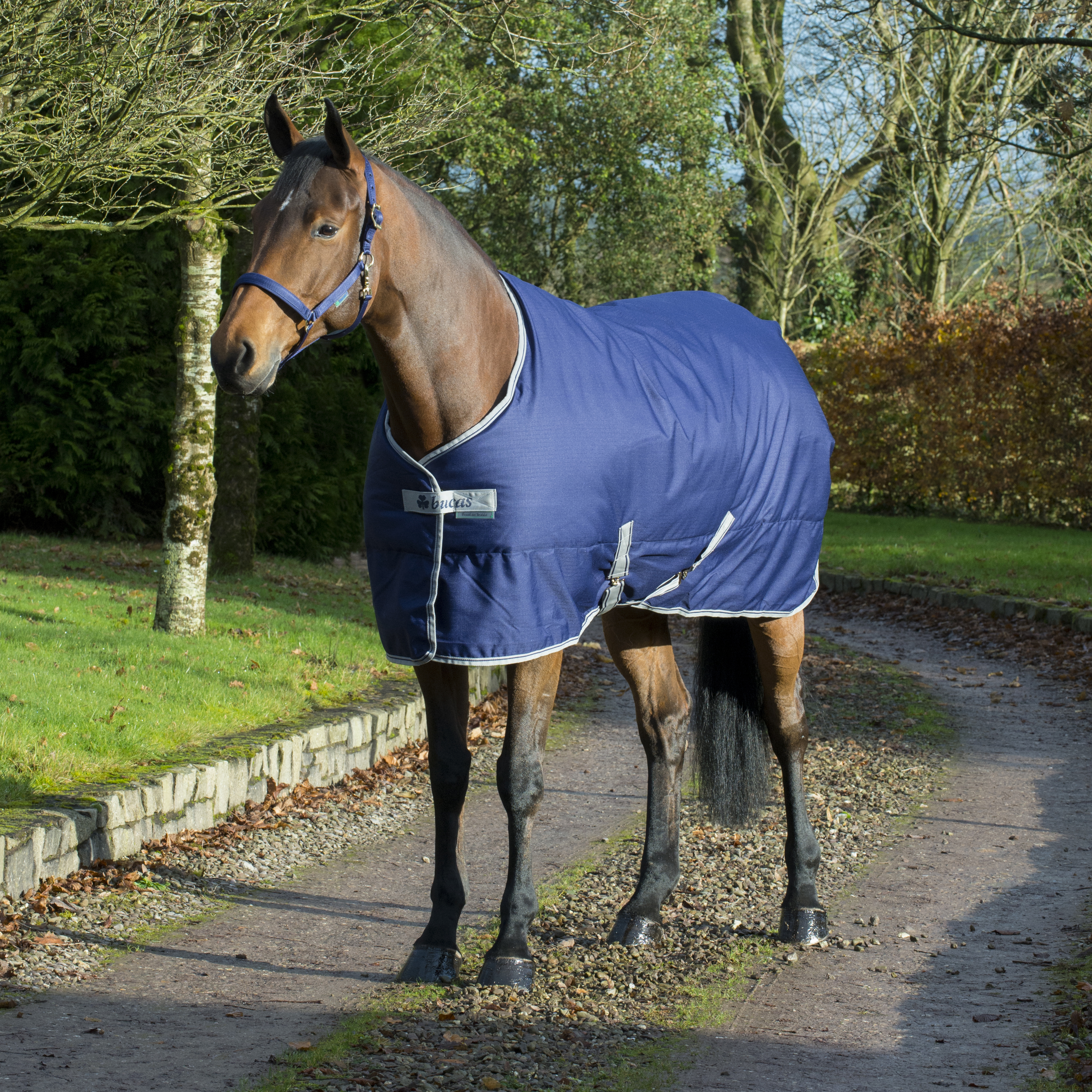 Bucas Freedom Stable 300