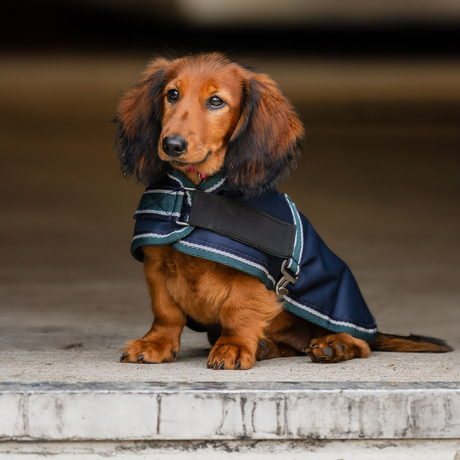 Hundedekken Calidum