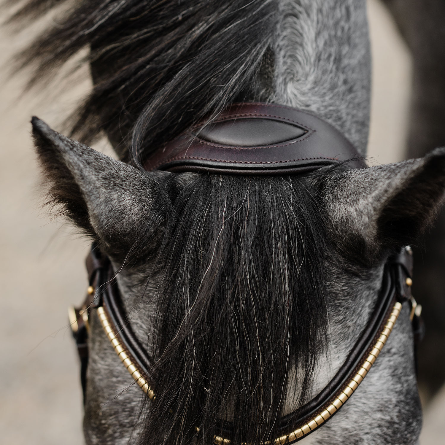 Bettlöst Träns Relief