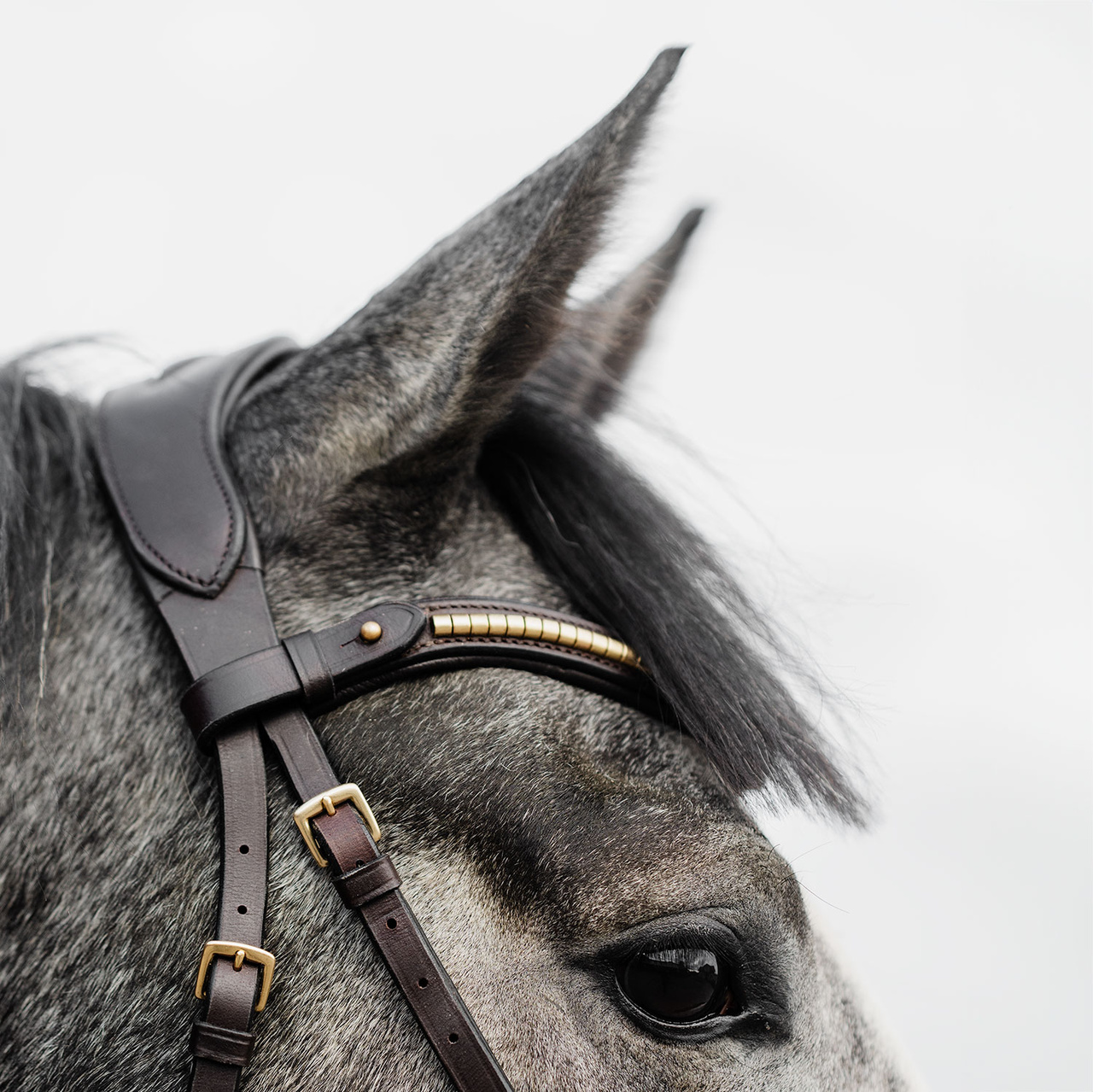 Bettlöst Träns Relief