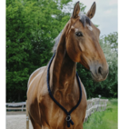 Halsring Ethological